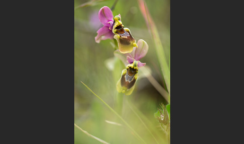 Wespen-Ragwurz (Ophrys tenthredinifera)