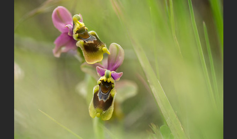 Wespen-Ragwurz (Ophrys tenthredinifera)