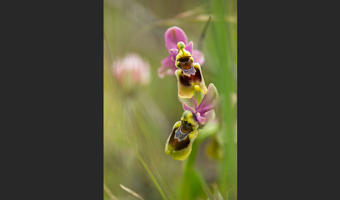 Wespen-Ragwurz (Ophrys tenthredinifera)