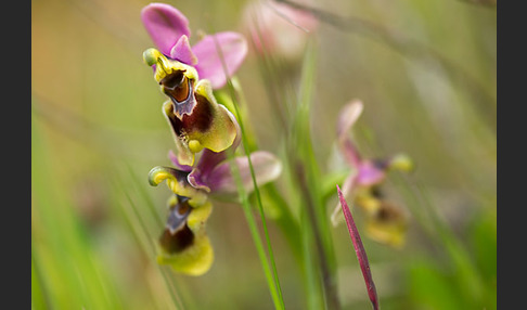 Wespen-Ragwurz (Ophrys tenthredinifera)