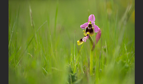 Wespen-Ragwurz (Ophrys tenthredinifera)