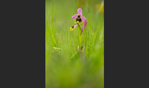 Wespen-Ragwurz (Ophrys tenthredinifera)