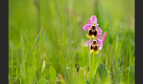 Wespen-Ragwurz (Ophrys tenthredinifera)