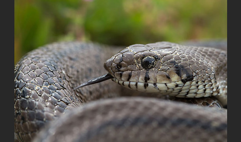 Treppennatter (Rhinechis scalaris)