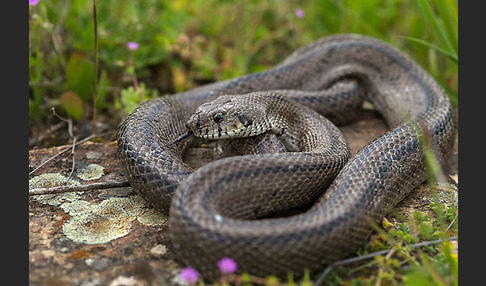 Treppennatter (Rhinechis scalaris)