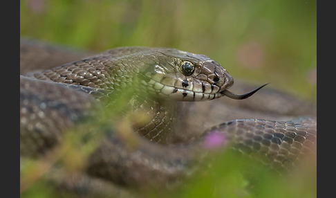 Treppennatter (Rhinechis scalaris)