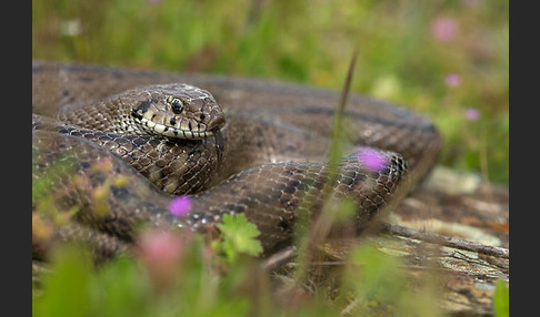 Treppennatter (Rhinechis scalaris)