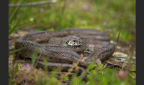 Treppennatter (Rhinechis scalaris)