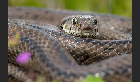 Treppennatter (Rhinechis scalaris)