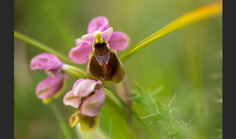 Wespen-Ragwurz (Ophrys tenthredinifera)