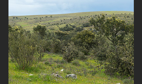 Kulturlandschaft (cultivated landscape)