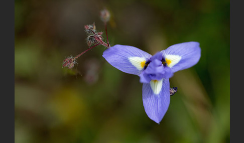 Mittags-Schwertlilie (Gynandiris sisyrinchium)