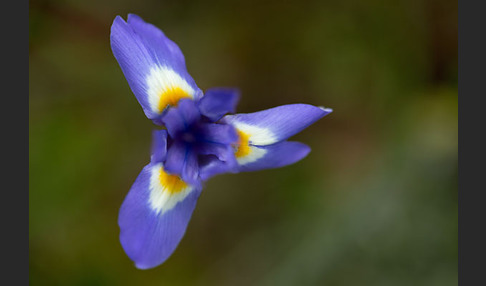 Mittags-Schwertlilie (Gynandiris sisyrinchium)