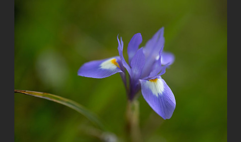 Mittags-Schwertlilie (Gynandiris sisyrinchium)