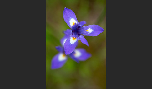 Mittags-Schwertlilie (Gynandiris sisyrinchium)