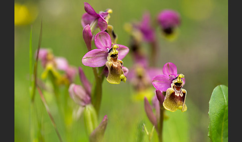 Wespen-Ragwurz (Ophrys tenthredinifera)