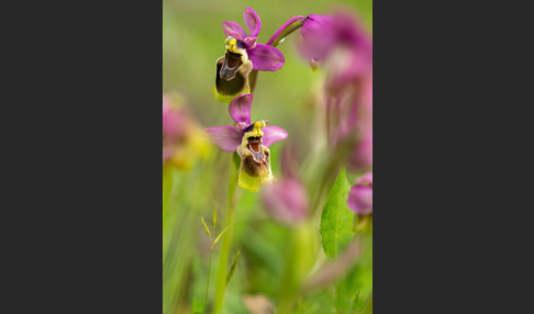 Wespen-Ragwurz (Ophrys tenthredinifera)