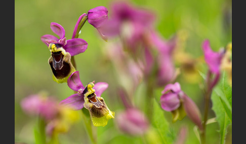 Wespen-Ragwurz (Ophrys tenthredinifera)