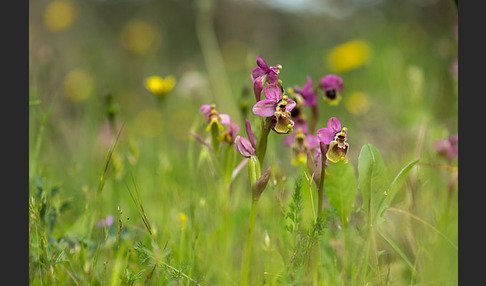 Wespen-Ragwurz (Ophrys tenthredinifera)