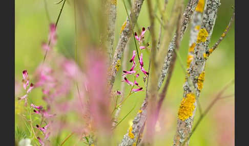 Ranken-Erdrauch (Fumaria capreolata)