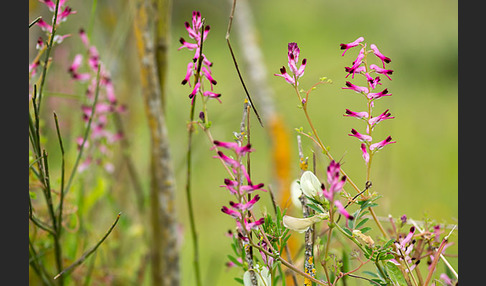 Ranken-Erdrauch (Fumaria capreolata)