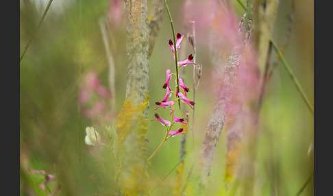 Ranken-Erdrauch (Fumaria capreolata)