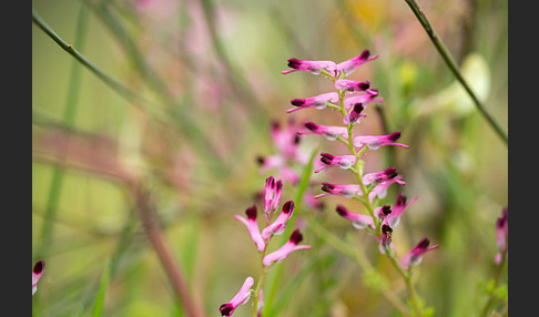 Ranken-Erdrauch (Fumaria capreolata)