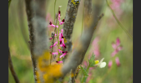 Ranken-Erdrauch (Fumaria capreolata)