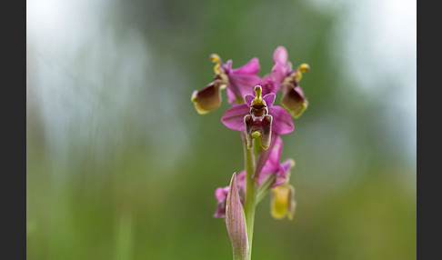 Wespen-Ragwurz (Ophrys tenthredinifera)