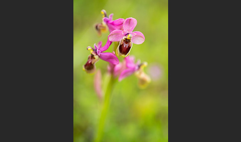 Wespen-Ragwurz (Ophrys tenthredinifera)