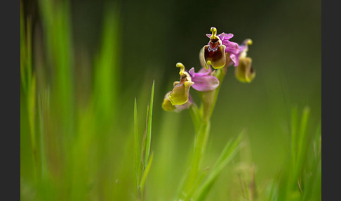 Wespen-Ragwurz (Ophrys tenthredinifera)