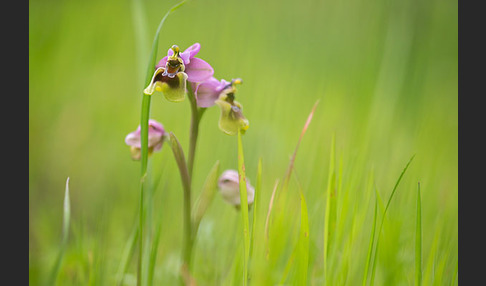 Wespen-Ragwurz (Ophrys tenthredinifera)