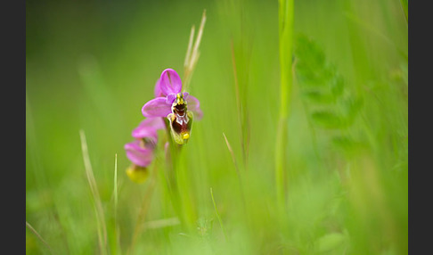 Wespen-Ragwurz (Ophrys tenthredinifera)