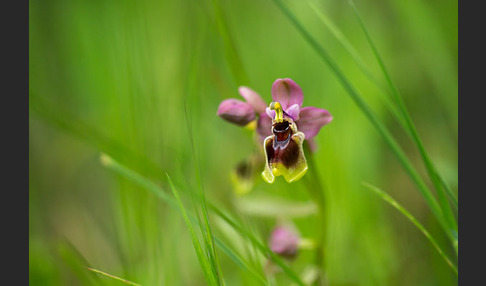 Wespen-Ragwurz (Ophrys tenthredinifera)