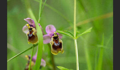 Wespen-Ragwurz (Ophrys tenthredinifera)