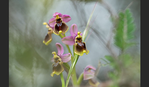 Wespen-Ragwurz (Ophrys tenthredinifera)