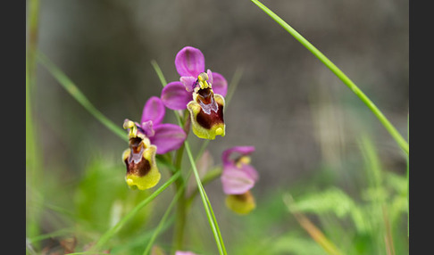 Wespen-Ragwurz (Ophrys tenthredinifera)