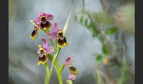 Wespen-Ragwurz (Ophrys tenthredinifera)