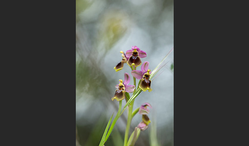 Wespen-Ragwurz (Ophrys tenthredinifera)