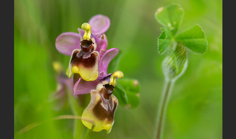 Wespen-Ragwurz (Ophrys tenthredinifera)