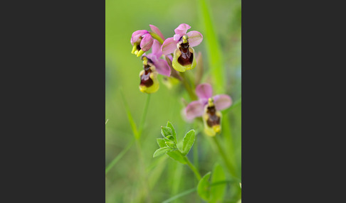 Wespen-Ragwurz (Ophrys tenthredinifera)