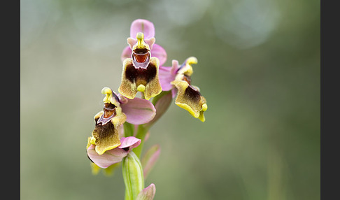 Wespen-Ragwurz (Ophrys tenthredinifera)