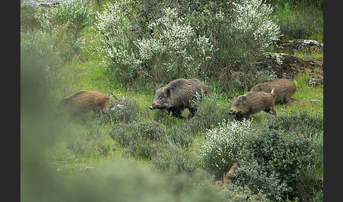 Schwarzwild (Sus scrofa)