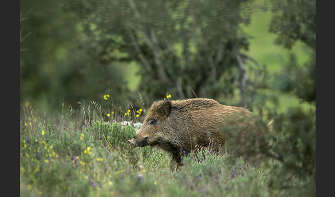 Schwarzwild (Sus scrofa)