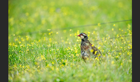 Rothuhn (Alectoris rufa)