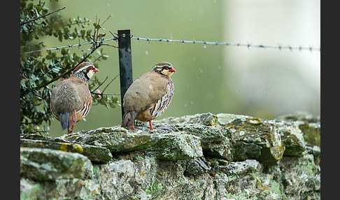 Rothuhn (Alectoris rufa)