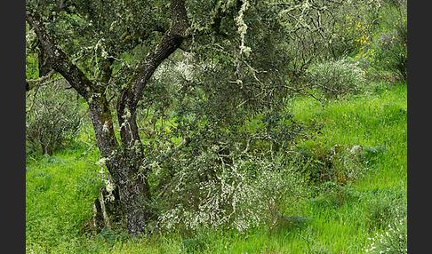 Steineiche (Quercus ilex)