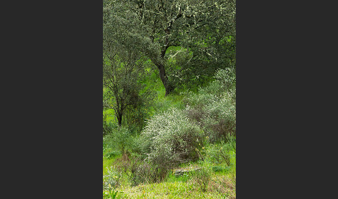 Steineiche (Quercus ilex)