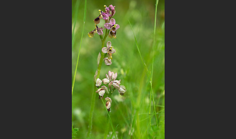 Wespen-Ragwurz (Ophrys tenthredinifera)