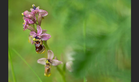 Wespen-Ragwurz (Ophrys tenthredinifera)